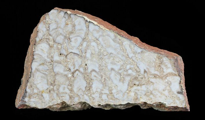 Paleoproterozoic Columnar Stromatolite (Eucapsiphora) - Australia #65522